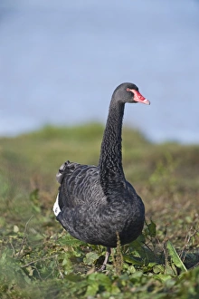 Black Swan Cygnus atratus native to Australia