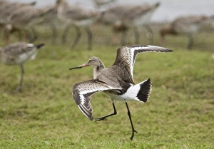 Black-tailed Godwit Limosa limosa Belfast Lough RSPB Reserve Northern Ireland February Black-tailed Godwit Limosa limosa Belfast Lough RSPB Reserve Northern Ireland February