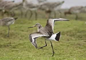 Prints of Black-tailed Godwit Limosa limosa Belfast Lough RSPB Reserve Northern Ireland February Images Dated 2006 February: Black-tailed Godwit Limosa limosa Belfast Lough RSPB Reserve Northern Ireland February