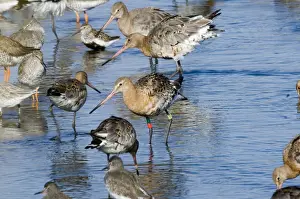 Snettisham Prints: Black-tailed Godwit Limosa limosa colour ringed bird in high tide roost at Snettisham
