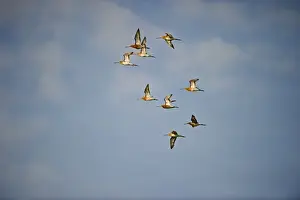 Flock Prints: Black-tailed Godwit Limosa limosa flock Cley Norfolk spring