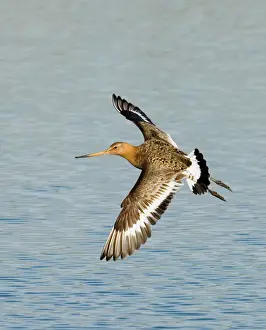 Bird Prints: Black-tailed Godwit Limosa limosa moulting adult summer Snettisham Norfolk August