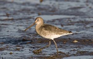 Black-tailed Godwit, Limosa limosa, winter, UK
