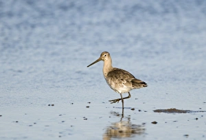 Black-tailed Godwit Limosa limosa winter plumage Norfolk November Black-tailed Godwit Limosa limosa winter plumage Norfolk November