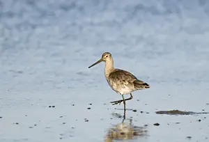 Black Tailed Godwit Prints: Black-tailed Godwit Limosa limosa winter plumage Norfolk November