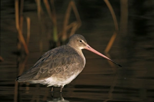 Black-tailed Godwit, Limosa limosa, winter, UK