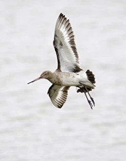 Black-tailed Godwit in non breeding plumage Belfast Northern Ireland Black-tailed Godwit in non breeding plumage Belfast Northern Ireland