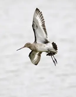 Black Tailed Godwit Prints: Black-tailed Godwit in non breeding plumage Belfast Northern Ireland