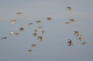 Black-tailed Godwits Limosa limosa in early spring Cey Norfolk Black-tailed Godwits Limosa limosa in early spring Cey Norfolk