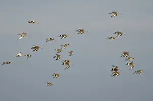 Waders Prints: Black-tailed Godwits Limosa limosa in early spring Cey Norfolk