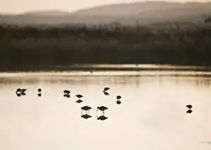 Cley Prints: Black-tailed Godwits Limosa limosa feeding on scrape at Cley NWT Reserve Norfolk November