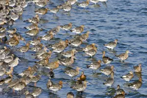 Flock Prints: Black-tailed Godwits Limosa limosa in high tide roost at Snettisham RSPB Reserve