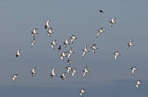 Flock Prints: Black-tailed Godwits Limosa limosa Norfolk March