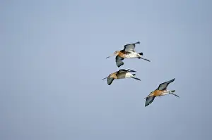 Snettisham Prints: Black-tailed Godwits Limosa limosa at Snettisham RSPB Reserve The Wash Norfolk August