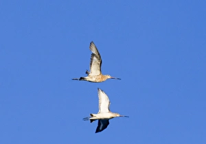 Black Tailed Godwit Prints: Black-tailed Godwits, Norfolk, September