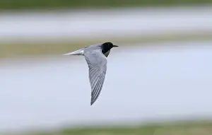 Tern Prints: Black Tern Chlidonias niger adult summer Cley Norfolk May