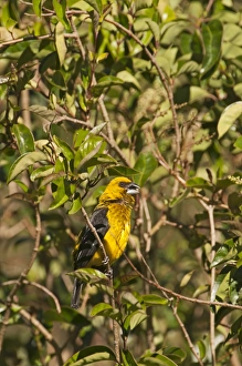 Black-thighed Grosbeak Pleucticus tibialis male Savegre Costa Rica Black-thighed Grosbeak Pleucticus tibialis male Savegre Costa Rica
