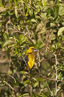 : Black-thighed Grosbeak Pleucticus tibialis male Savegre Costa Rica