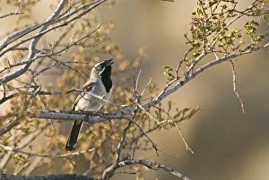 Black-throated Sparrow Amphispiza bilineata male Joshua Tree California April
