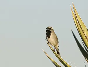Prints of Black-throated Sparrow Amphispiza bilineata male Joshua Tree California April Images Dated 2009 April: Black-throated Sparrow Amphispiza bilineata male Joshua Tree California April