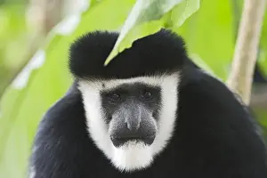 Black & White Colobus Monkey Colobus guereza Kenya