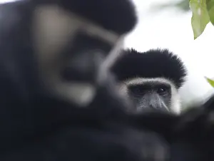 : Black & White Colobus Monkey Colobus guereza Kenya