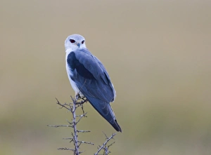 Black-winged Kite Masai Mara Kenya