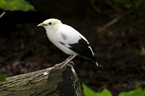 Black-winged Starling (Acridotheres melanopterus) also known as black winged mynah Black-winged Starling (Acridotheres melanopterus) also known as black winged mynah