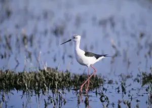 Images Dated 2008: Black-winged Stilt Himantopus himantopus female Greece May