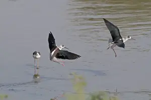 Wader Prints: Black-winged Stilt Himantopus himantopus India November