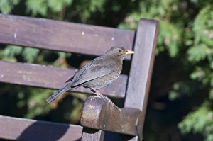 Blackbird female Turdus merula on garden bench Kent UK summer Blackbird female Turdus merula on garden bench Kent UK summer