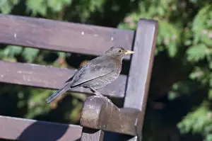 Bird Wildlife Animal Prints: Blackbird female Turdus merula on garden bench Kent UK summer
