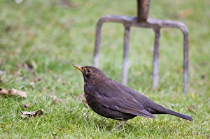 Bird Wildlife Animal Prints: Blackbird female Turdus merula in garden Kent UK