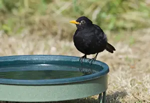 Blackbird Turdus merula at bird bath in garden Norfolk July