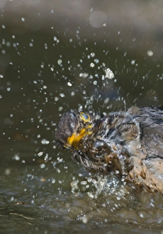 Blackbird Turdus merula female bathing in puddle Norfolk spring Blackbird Turdus merula female bathing in puddle Norfolk spring