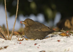 Blackbird Turdus merula female eating fallen berries in snow winter Northumberland UK Blackbird Turdus merula female eating fallen berries in snow winter Northumberland UK