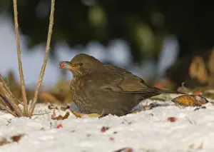 Black Bird Prints: Blackbird Turdus merula female eating fallen berries in snow winter Northumberland UK