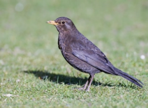 Blackbird female Turdus merula in garden Kent UK