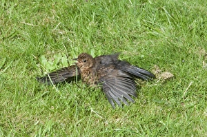 Blackbird Turdus merula female sunning in garden norfolk summer UK Blackbird Turdus merula female sunning in garden norfolk summer UK