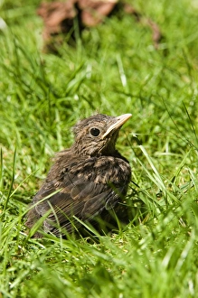 Fledgling Prints: Blackbird Turdus merula fledgling in garden UK