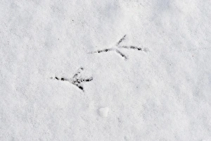Blackbird Turdus merula footprints in snow in garden Norfolk winter Blackbird Turdus merula footprints in snow in garden Norfolk winter