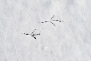 Wildlife Prints: Blackbird Turdus merula footprints in snow in garden Norfolk winter