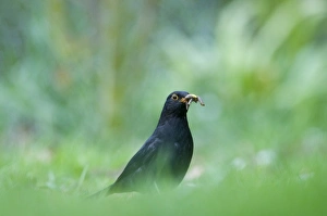 Blackbird Turdus merula male with beakful of grubs on garden lawn Norfolk April Blackbird Turdus merula male with beakful of grubs on garden lawn Norfolk April