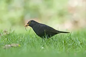 Garden Prints: Blackbird Turdus merula male with earthworms on garden lawn Norfolk April