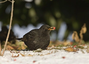 Blackbird Turdus merula male eating fallen berries in snow winter Northumberland UK Blackbird Turdus merula male eating fallen berries in snow winter Northumberland UK