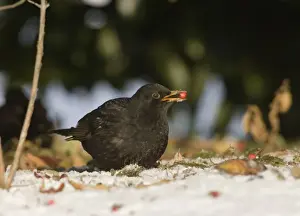 Black Bird Prints: Blackbird Turdus merula male eating fallen berries in snow winter Northumberland UK