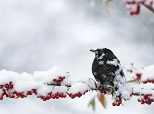 Male Prints: Blackbird Turdus merula male feeding on berries in garden in snow Norfolk winter