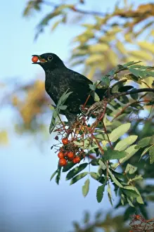 Feeding Prints: Blackbird, Turdus merula, male feeding on rowan berries, Scotland, autumn