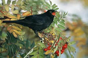 Blackbird, Turdus merula, male feeding on Rowan berries in Kentish garden, October