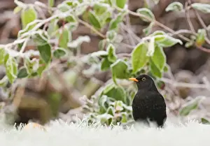 Black Bird Prints: Blackbird Turdus merula male on frosty morning in garden Kent UK